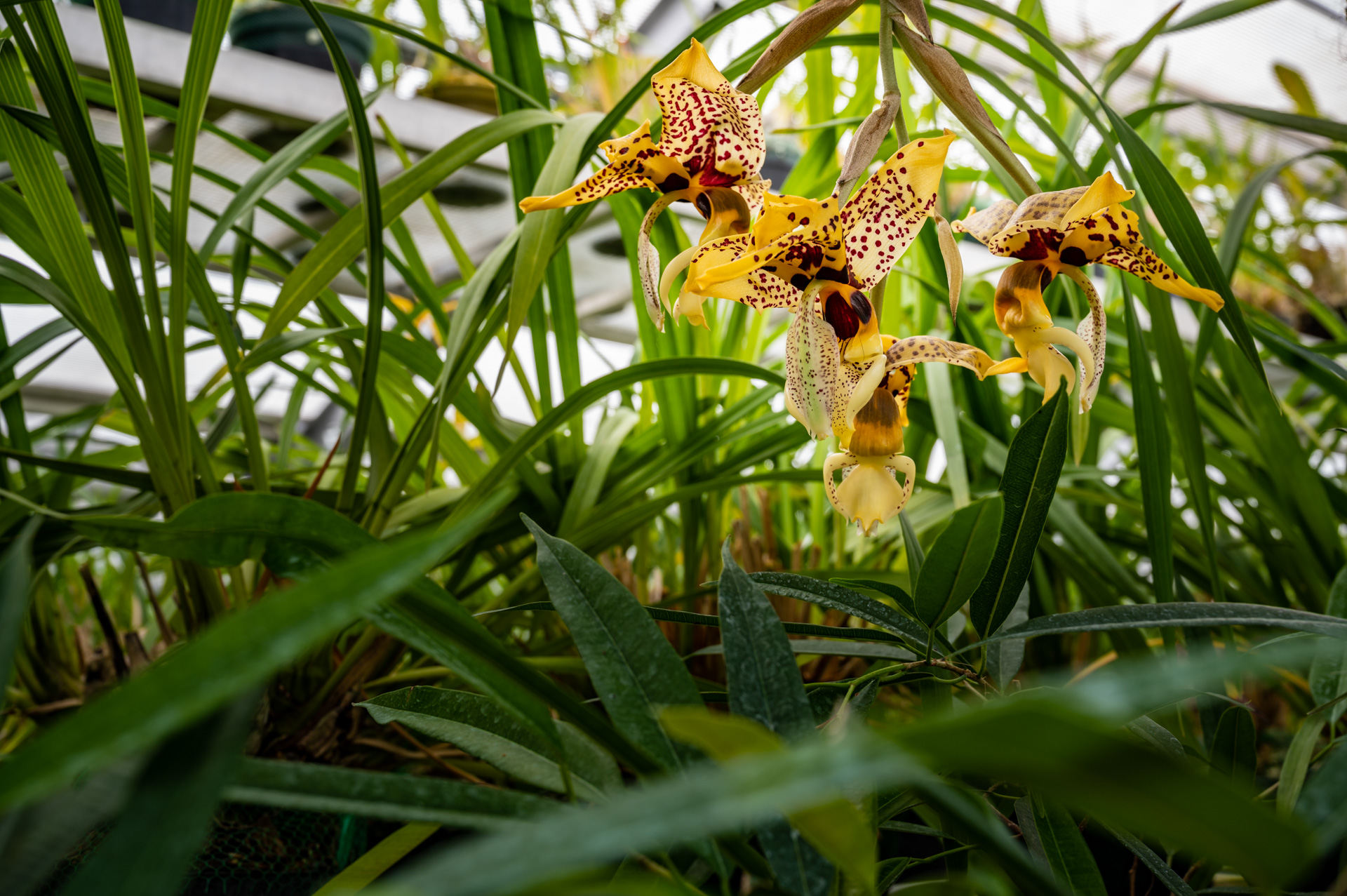 Ogród Botaniczny