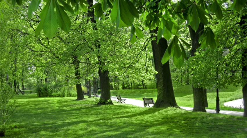 Park.