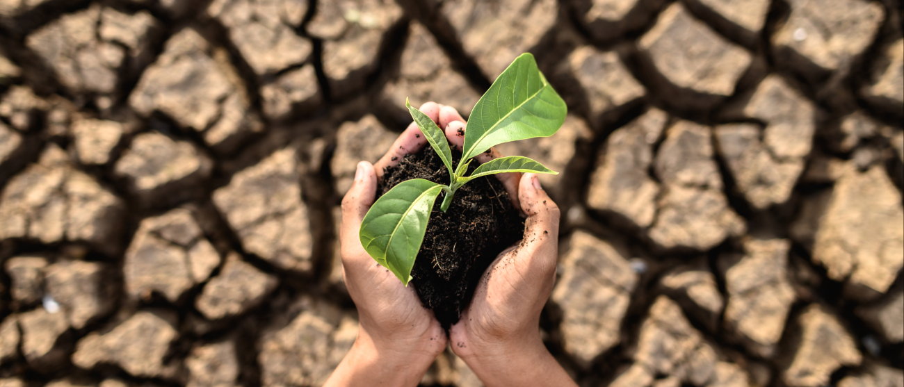 Dłonie trzymają sadzonkę na suchym lądzie w ocieplającym się klimacie